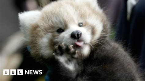 Longleats Newest Red Panda Cubs Settle Into Their Home Bbc News