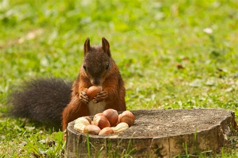 Do Squirrels Eat Dog Food