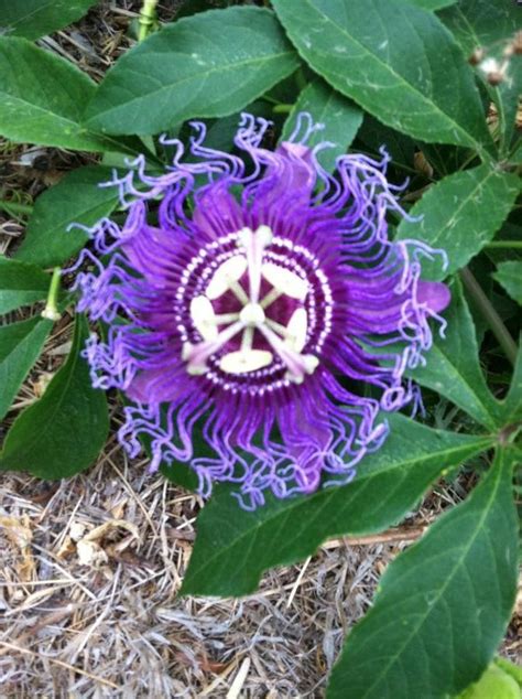 Very Strange Purple Flower Flowers Forums