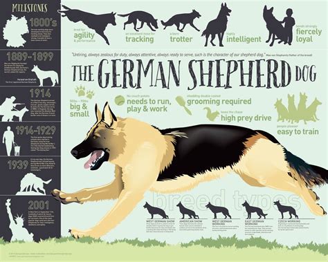 All You Need To Know About German Shepherd Breed German Shepherd Dogs