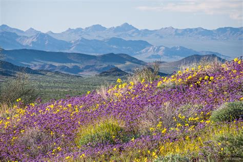 Mojave Bloom Turtle Mountains California Mountain Photography By