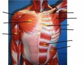 Muscles In Chest And Abdomen Model
