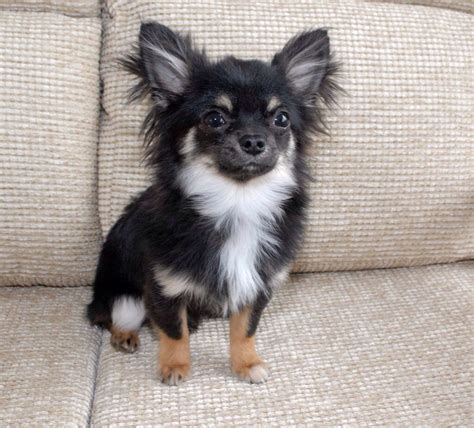 Black Long Haired Chihuahua Pomeranian Mix Pets Lovers