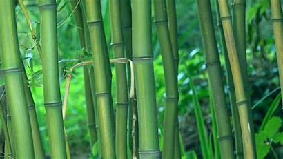 Bamboo Background Forest 4k Footage Wallpapers Trees