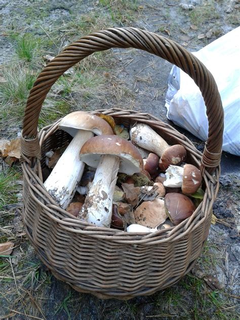 Mushroom Foraging In Oregon Roregon