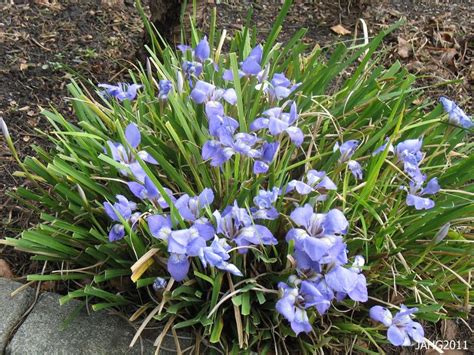 Posts About Fragrant Winter Blooming On Name That Plant