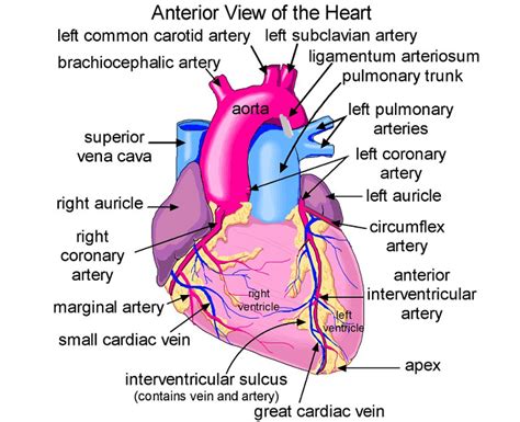 Heart Arteries Diagram Labeled Biochemistry Class Notes Cardiac All