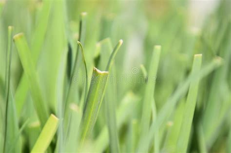 Grass Closeup In Garden Stock Photo Image Of Abstract 139846424