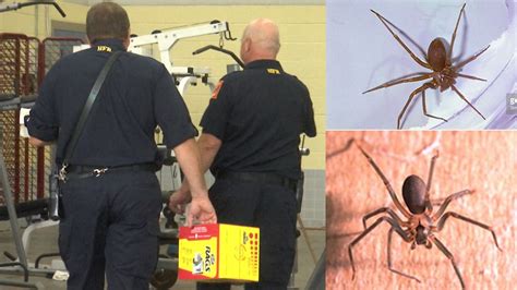 Firefighters Reclaim Station After Brown Recluse Spider Bites