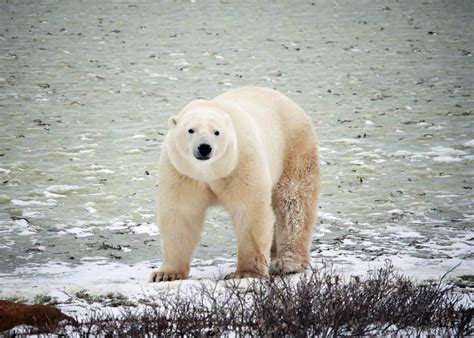 Where To See Polar Bears In Canada A Complete Guide