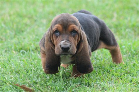 'best basset hound breeders in georgia', 'georgia basset hound breeders', 'basset hound breeders in (ga)' this is a good place to start and hopefully our breeder directory will help you find a breeder. HUFF'S HOUNDS - AKC Basset Hound Puppies For Sale in Georgia American and European Basset Hound ...