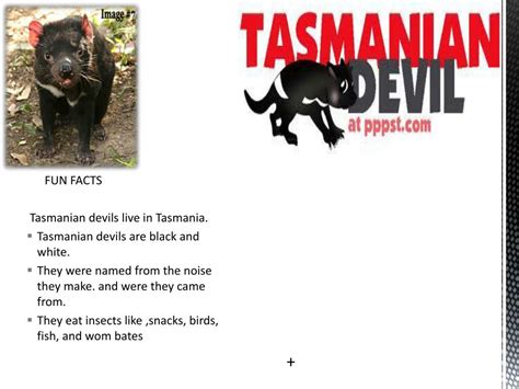 Ppt Fun Facts Tasmanian Devils Live In Tasmania Tasmanian Devils Are