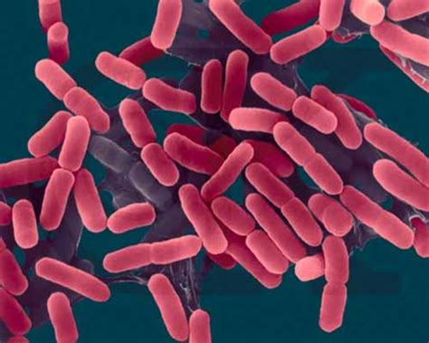 Some Facts About E Coli Bacteria Hubpages