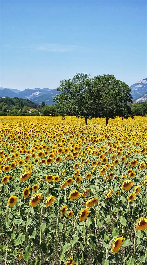 Sunflower Fields In France By Stocksy Contributor Marcel Stocksy