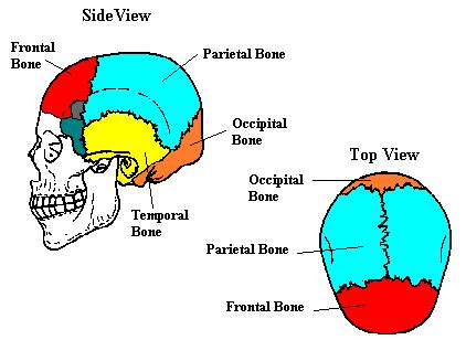 The greater portion of the anterior floor is convex and the most important anatomic structures below the anterior cranial fossa are the orbits and the paranasal sinuses. Neuroscience for Kids - Infant Skulls