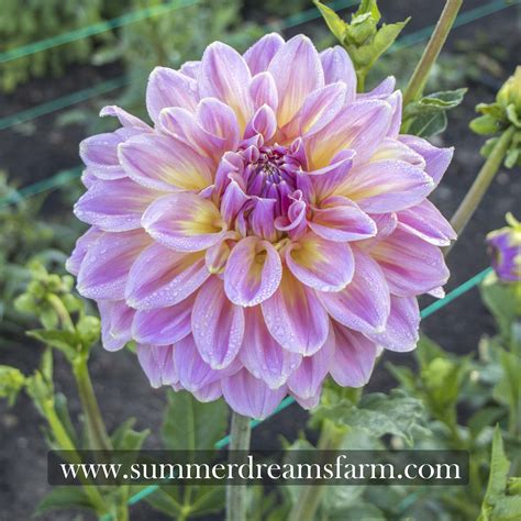 Dahlia Strawberry Ice — Dahlia Summerdreamsfarm