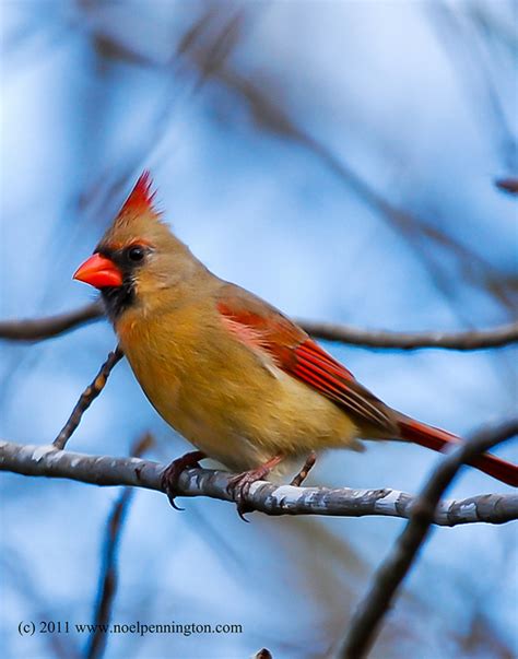 State Bird Of Kentucky Northern Cardinal