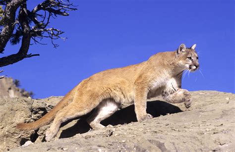 The mountain lion in tang's san jose neighborhood hasn't been spotted again, but experts believe it will likely come back. mountain lion