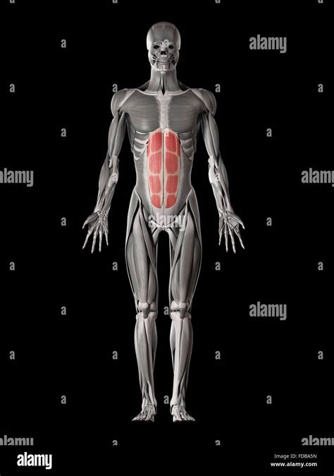 Human Abdominal Muscles Rectus Abdominis Illustration Stock Photo