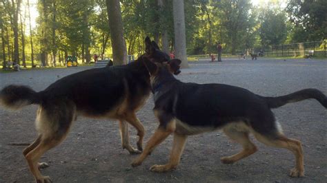 Midrange = 77 pounds) female: Indy Meets Another German Shepherd At the Dog Park | 6 ...