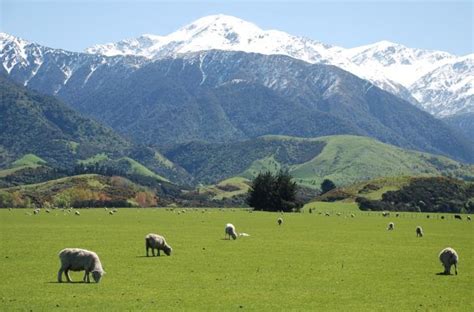 Selandia Baru Termasuk Negara Apa - Budaya Selandia Baru