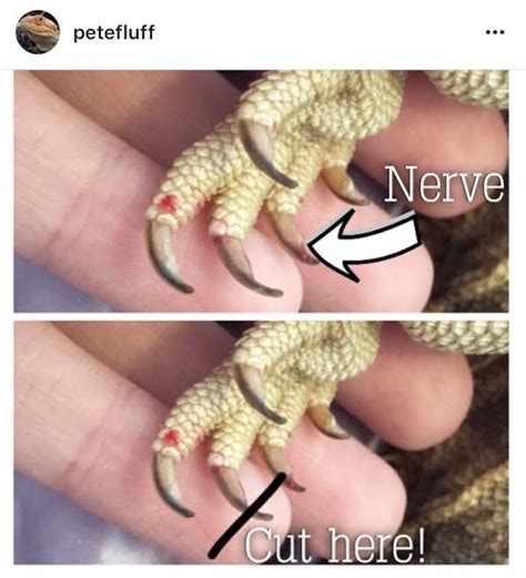 Cutting Your Beardies Nails Healthcare