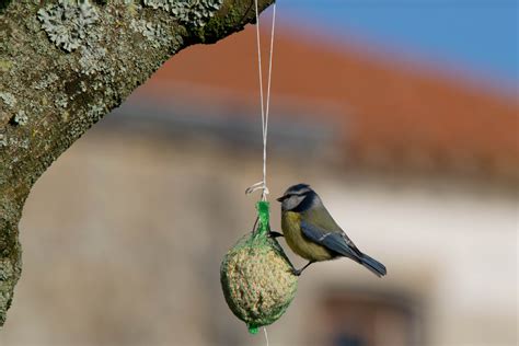 Dokarmianie ptaków zimą - czym karmić ptaki | M jak Mrówka