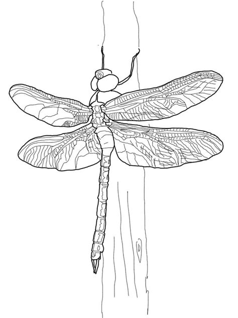 The dragonfly has unique vision due to the structure of the eyes. Kolorowanki: Kolorowanki: Ważka do druku dla dzieci i ...