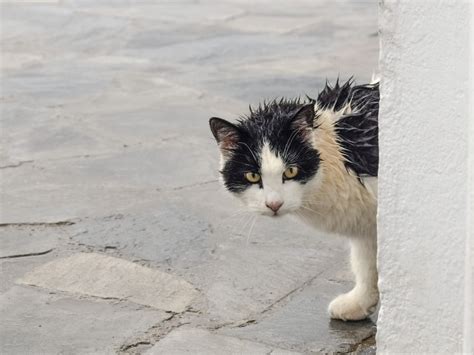 The story is about an american man and wife on vacation in italy. A Cat in the Rain - Poem for Cat Lovers | LetterPile