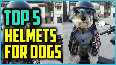 Top 5 Motorcycle Helmets For Dogs Of 2023 Youtube