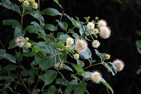 Buttonbush In Bloom Terminal Panicles Of Spherical Flower Flickr