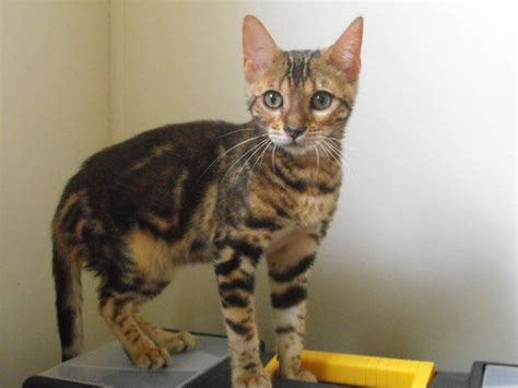 Look at pictures of bengal kittens who need a home. Bengal Kittens FOR SALE ADOPTION from Lindsay Ontario ...