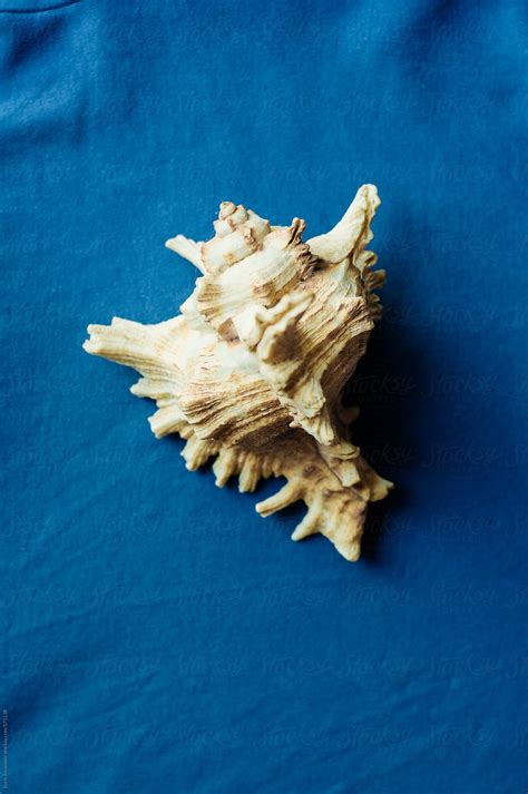 Sea Shell By Stocksy Contributor Boris Jovanovic Stocksy