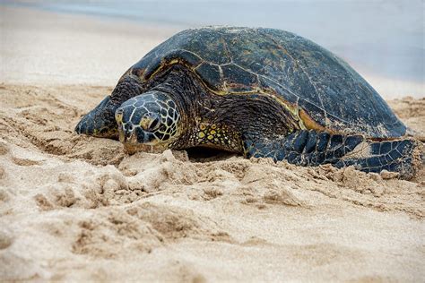 Hawaiian Green Sea Turtle Oahu Hawaii Photograph By Brian Harig Pixels