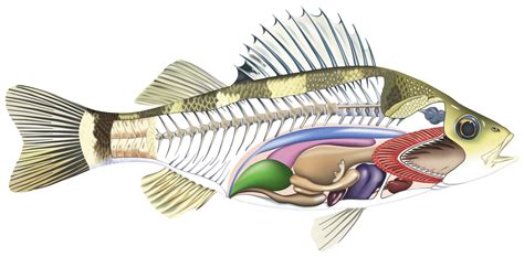 Anatomy Of A Fish Parts Of A Fish Dk Find Out