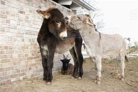 Baby Donkeys And Goat On Farm Stock Photo Dissolve