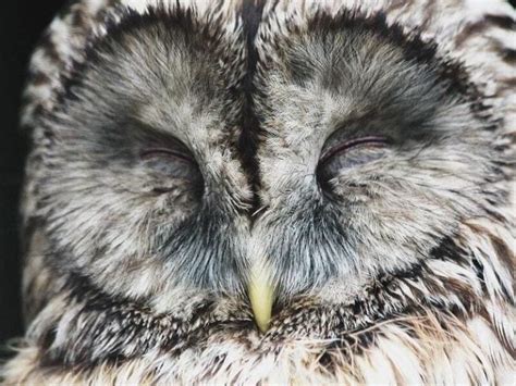 How Do Owls Sleep Do They Sleep During The Day Answered