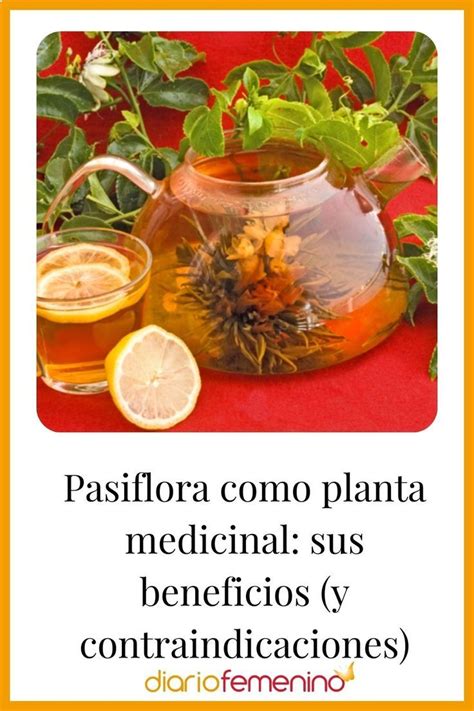 Pasiflora Como Planta Medicinal Sus Beneficios Y Contraindicaciones Artofit