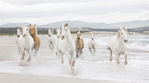 White Horses Running Fast All Best Desktop Wallpapers