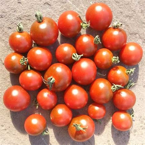 Garnet Tomaten Samen Bestellen Chili Shop24de