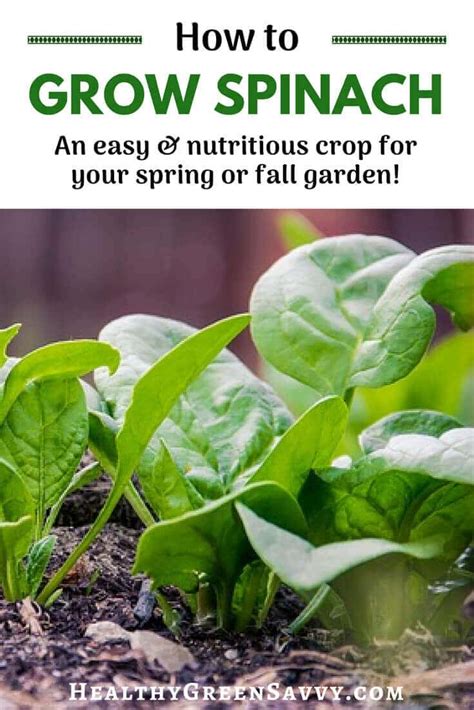 How To Grow Spinach And Why Youd Want To Healthygreensavvy