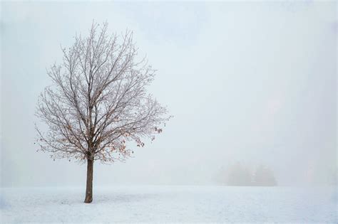 Free Images Landscape Tree Nature Branch Snow Fog Sunrise Mist
