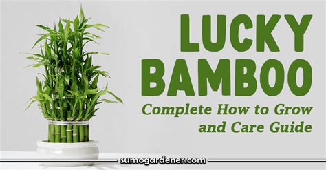 Lucky Bamboo Complete How To Grow And Care Guide Sumo Gardener