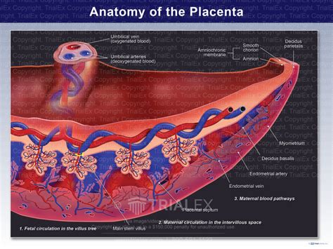 Anatomy Of The Placenta Trialexhibits Inc