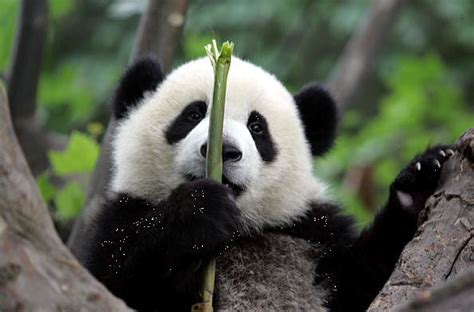 熊貓 組圖影片 的最新詳盡資料 必看