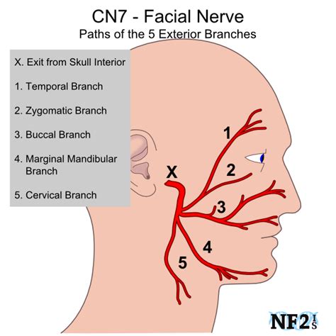 The Facial Nerve Or The Seventh Cranial Nerve Has Both Sensory And