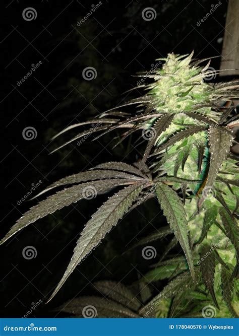 Close Up Of A Flowering Cannabis Indica Plant Afghani Kush Buds Stock