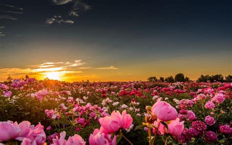 Pink Peonies In The Sunset Flower Hd Wallpaper 1920x1200 10742