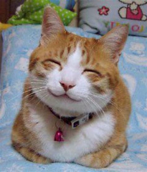 Happy Smiling Cat Bjsrealm Photo 41001490 Fanpop