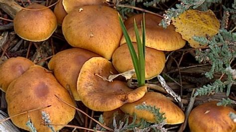 A good way to learn is by attending an autumn 'fungus foray'. Warning to wild mushroom pickers in Scotland - BBC News